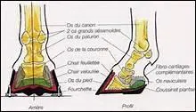 On retrouve sous le pied du cheval une partie qui porte le mme nom qu'un couvert. Lequel ?