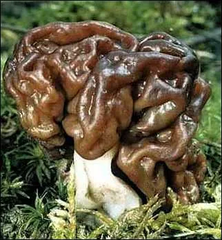 Quel est ce champignon trs toxique qui ressemble  la morille ?