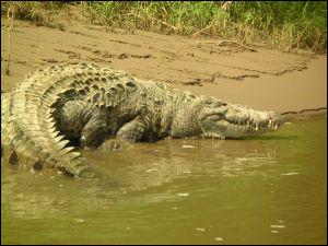 Quelle est l'espérance de vie d'un crocodile ?