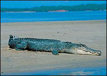 C'est le plus gros des crocodiles actuels : Jusqu'à 7 mètres de long et un poids d'une tonne :