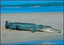 C'est le plus gros des crocodiles actuels : Jusqu' 7 mtres de long et un poids d'une tonne :