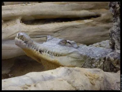 Madame crocodile couve avec amour ses oeufs; en gnral :