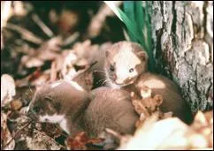 Les combats des rats et des...