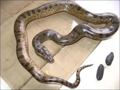 Le Villageois et ...