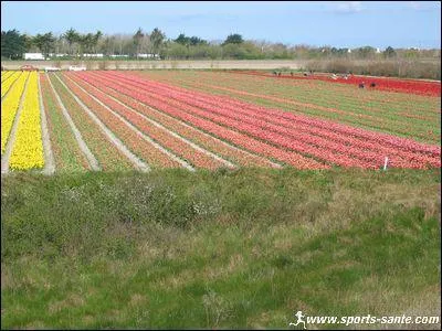 Le rat des villes e le rat des...