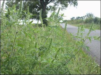 Sans doute pas son titre le plus connu, mais 'Au bord des routes' fait partie de l'album 'A la vie,  la mort' enregistr par :