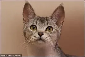 De quelle race est ce chat ?