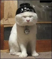 En Asie, quel symbole est donn au chat ?