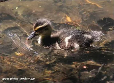 Est - ce un petit cormoran hupp