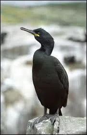 Est - ce un cormoran hupp ?