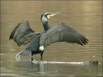 Est - ce un cormoran hupp ?