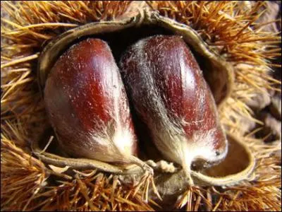 Dans ' Le tour de Gaule', quelle est la spcialit du village ?