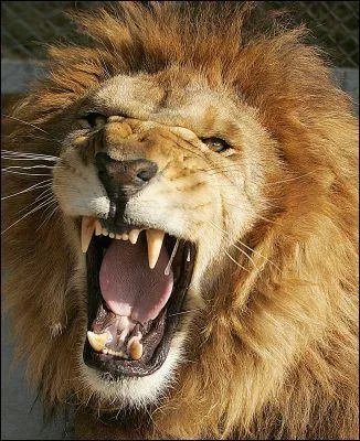 Le ... est mort ce soir.