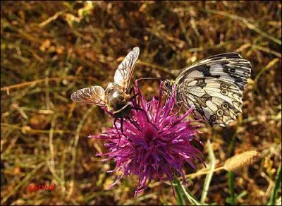 L'image parle d'elle-mme.