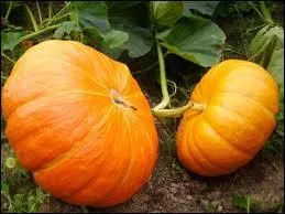 Qu'est-ce que c'est ?