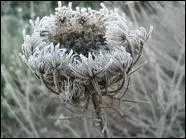 Qui est l'interprète des paroles 'y a des étoiles qui courent dans la neige autour' tirées de la chanson 'La dame de Haute Savoie' ?