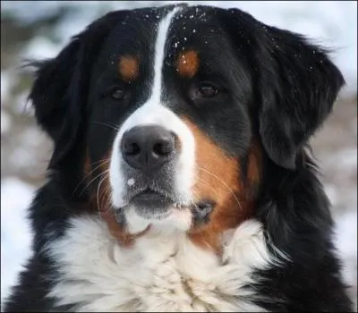 Quelle est cette race de chien ?