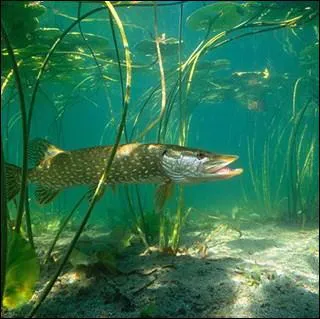 Quel est le caractre du brochet ?