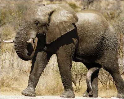 Parmi les trois animaux suivants, lequel n'a pas pour cri le barrissement ?