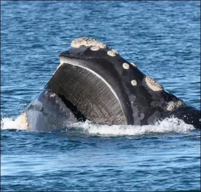 Comment s'appellent les dents des baleines ?
