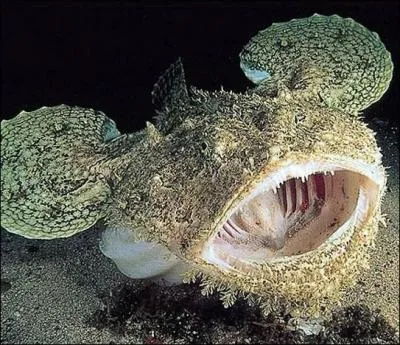 La baudroie est-elle un poisson comestible ?