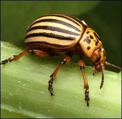 Qu'est-ce qu'une 'bibitte  patates' en langage non familier ?