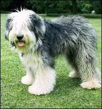 Ce chien de berger, d'origine anglaise, est un :