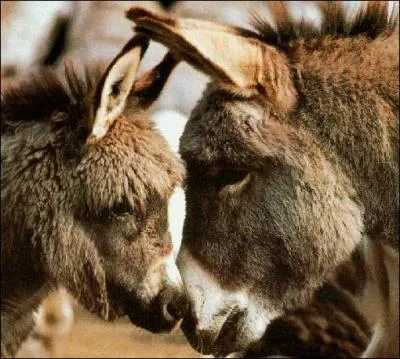 Quel nom ne peut pas tre utilis pour dsigner un petit ne ?
