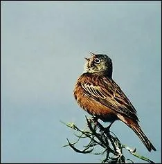 Quel est le nom de ce petit passereau des champs, des prs et des jardins ?