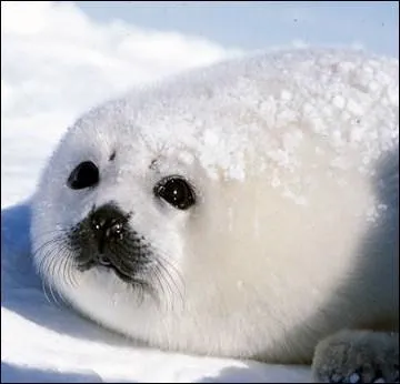 Les blanchons sont des bbs :