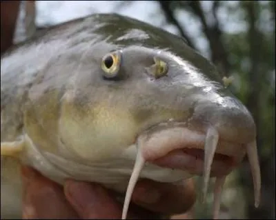 Chez le barbeau, comment s'appellent les filaments charnus placs des deux cts de sa bouche ?