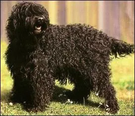 Quel genre de chien est le barbet ?