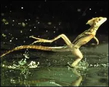 Comment s'appelle ce gros lzard  crte dorsale d'Amrique tropicale, dont le nom rappelle un reptile fabuleux de la mythologie ?