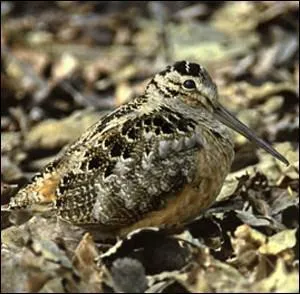 Quel est le cri de la bcasse ?