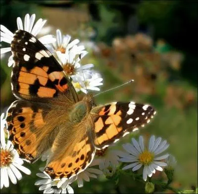 Ce lpidoptre est un papillon de type vanesse. Il se nomme :