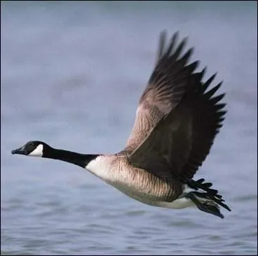 Cette oie sauvage niche dans l'extrme-Nord. Elle s'appelle :