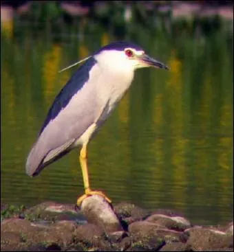 Quel est le nom de cet chassier d'Europe centrale et mridionale, proche du hron ?