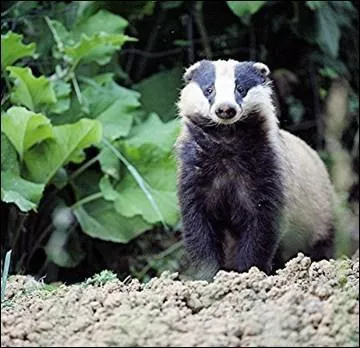 Dans quel hmisphre peut-on rencontrer le blaireau (en libert) ?