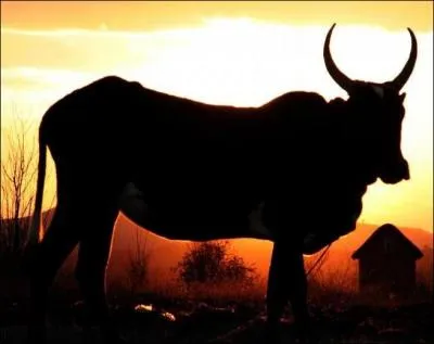 Le buf  bosse est en ralit appel :