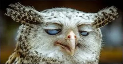 Même quand il ne fait pas la fête, il a la ''gueule de bois'' .