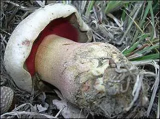 Quel est ce champignon trs toxique qui bleuit  la cassure ?