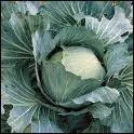 Quel est ce chou ?