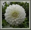 Quelle est cette fleur ?