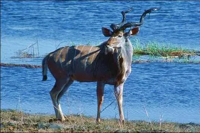 Quelle est cette antilope ?