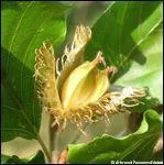 Quel est le fruit du htre ?