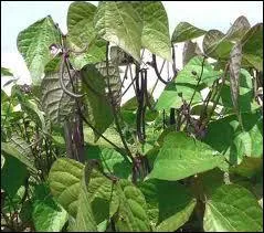 Quelles sont ces feuilles ?