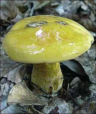 Quel est ce champignon mortel ?