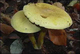 Quel est ce champignon toxique ?