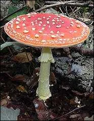 Quel est ce champignon hallucinogne et trs toxique ?