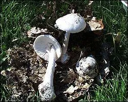 Quelle est cette amanite mortelle appele aussi Ange de la mort ?